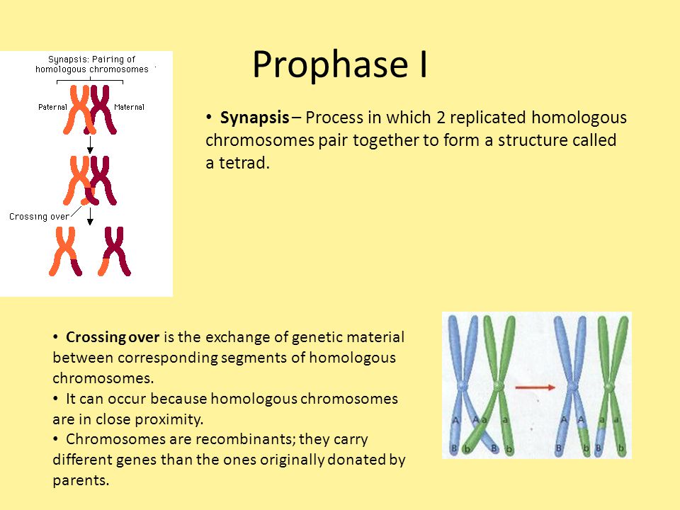 What is the exchange of genetic material between homologous chromosomes called?